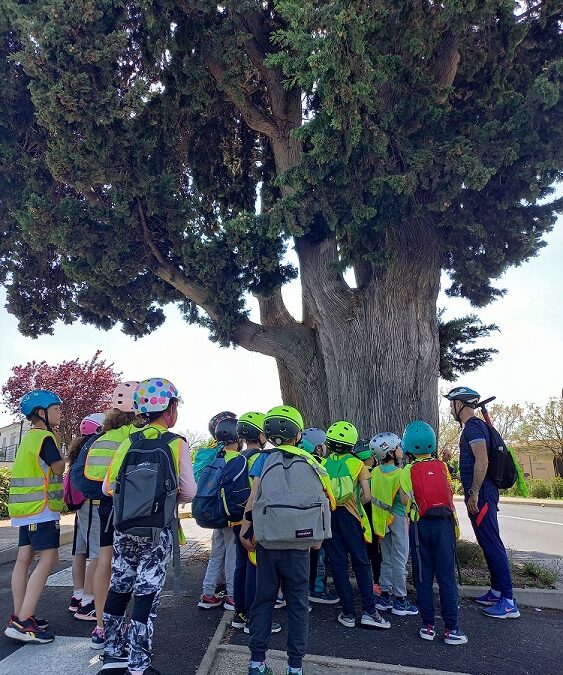 À la découverte des arbres remarquables