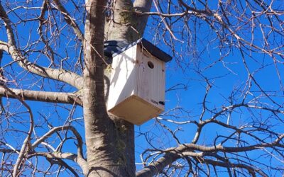 La commune de Lattes investie dans la protection de la biodiversité