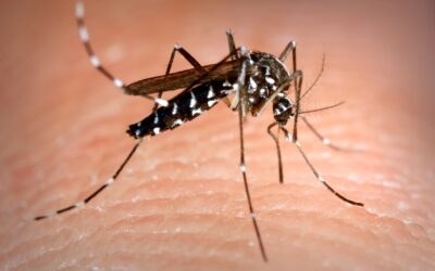 Aedes albopictus mosquito also known as the asian tiger mosquito